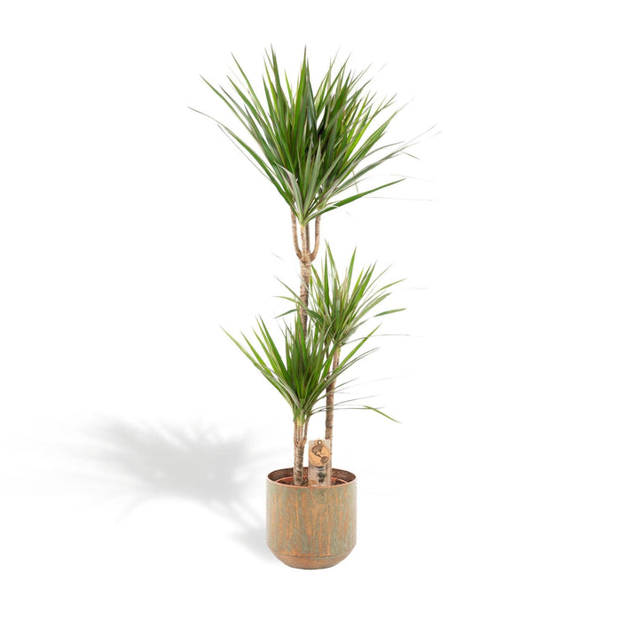 Dracaena Marginata Og Dens Gryde