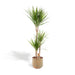 Dracaena Marginata Og Dens Gryde