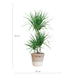Dracaena Marginata Og Dens Gryde