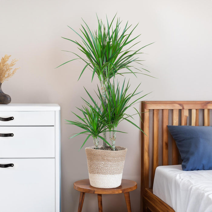 Dracaena Marginata Og Dens Gryde