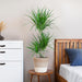 Dracaena Marginata Og Dens Gryde