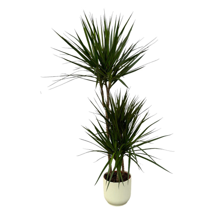 Dracaena Marginata Og Dens Gryde
