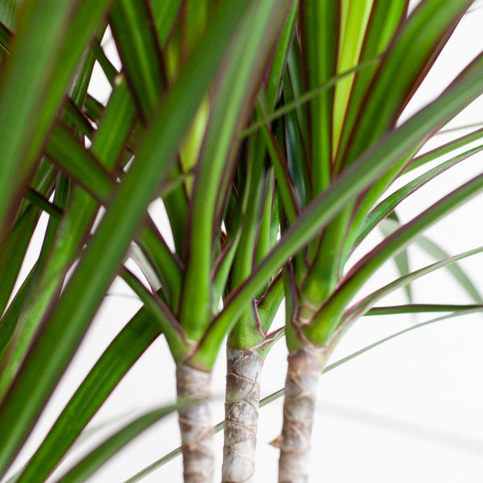 Dracaena Marginata Og Dens Gryde