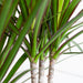 Dracaena Marginata Og Dens Gryde