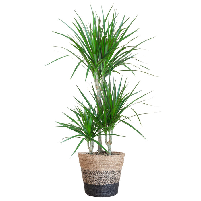 Dracaena Marginata Og Dens Gryde