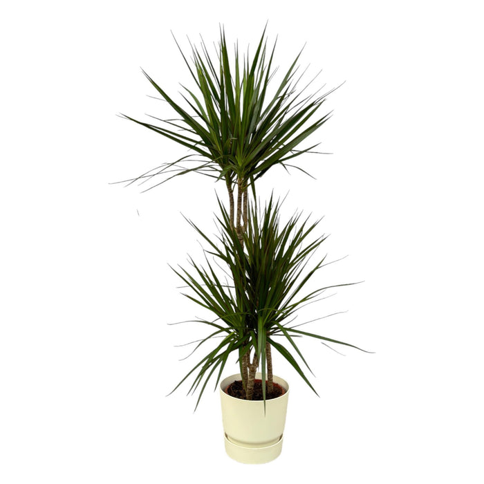 Dracaena Marginata Og Dens Gryde