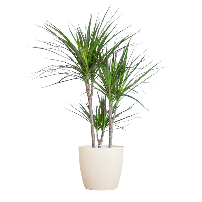 Dracaena Marginata Og Dens Gryde