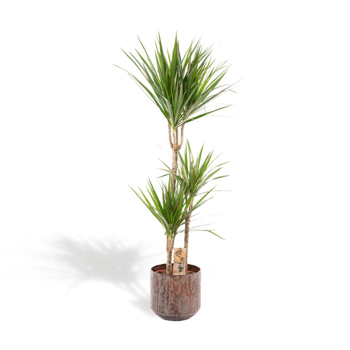 Dracaena Marginata Og Dens Gryde