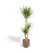 Dracaena Marginata Og Dens Gryde