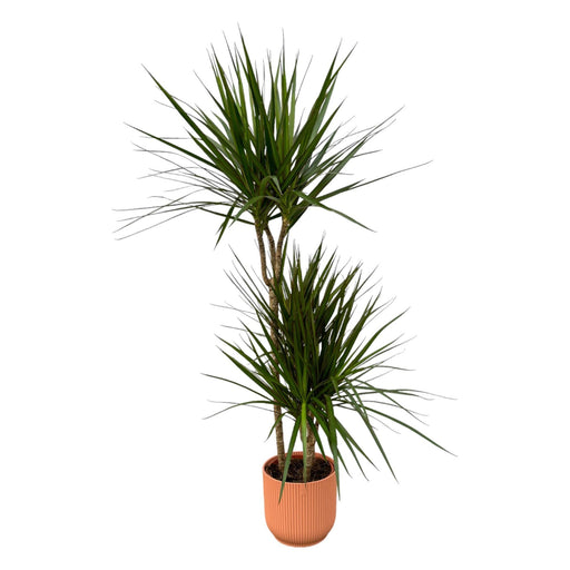 Dracaena Marginata Og Dens Gryde