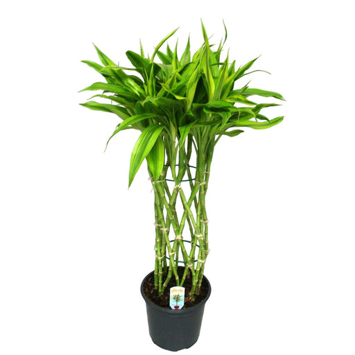 Dracaena Sandriana Guld