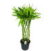 Dracaena Sandriana Guld