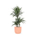 Dracaena Warneckii Og Dens Gryde