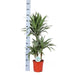 Dracaena Warneckii Og Dens Gryde