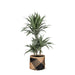 Dracaena Warneckii Og Dens Gryde