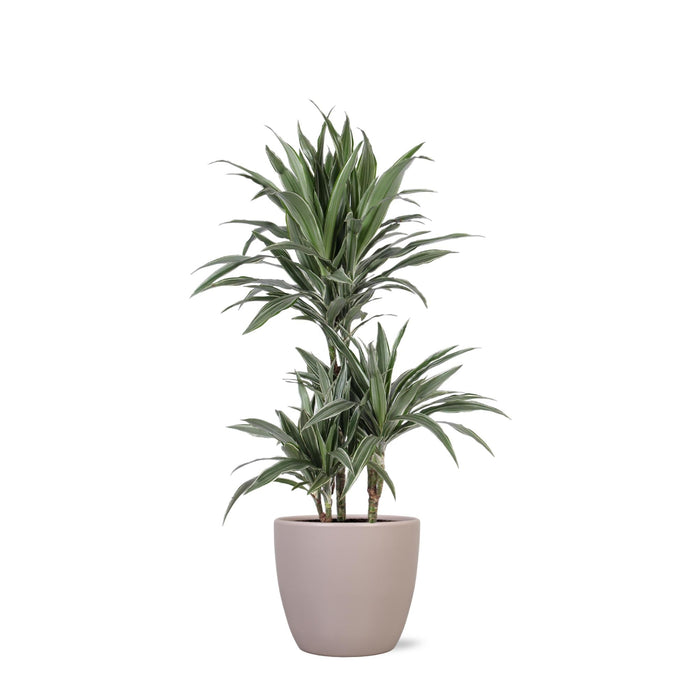 Dracaena Warneckii Og Dens Gryde