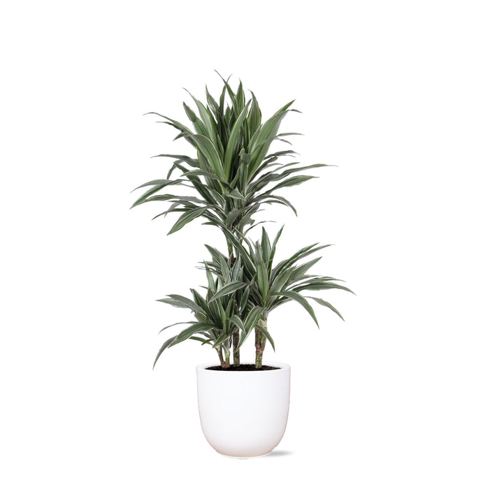 Dracaena Warneckii Og Dens Gryde