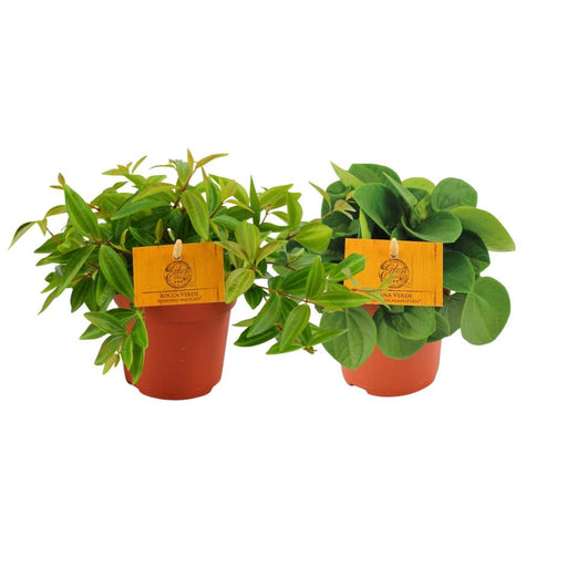 Peperomia Duo