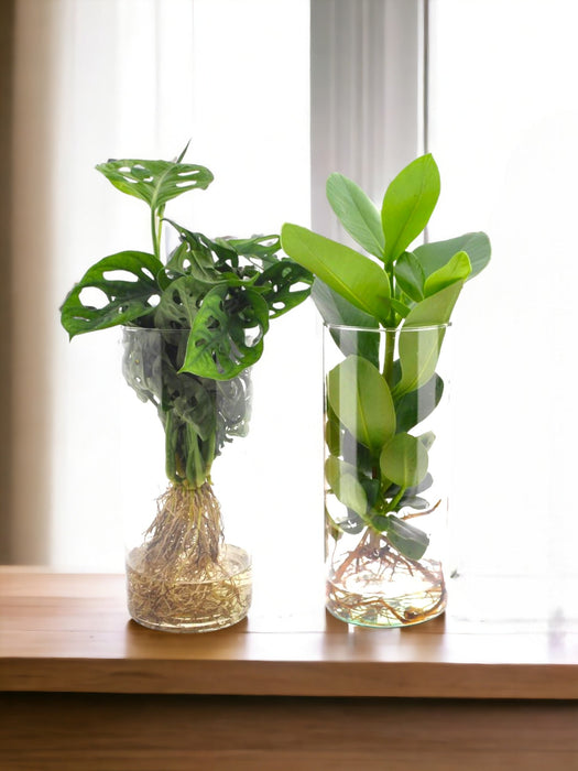 Duo Af Planter I Hydrokultur