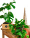 Star Plant Duo - Monstera & Pothos