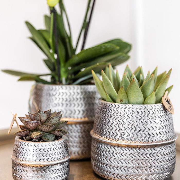 Hvid Phalaenopsis Og Crassula Ovata Orchid Duo Og Deres Sølvkeramiske Plantepotter