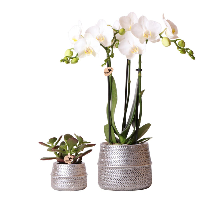 Hvid Phalaenopsis Og Crassula Ovata Orchid Duo Og Deres Sølvkeramiske Plantepotter