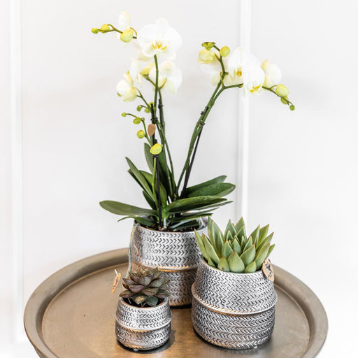 Hvid Phalaenopsis Og Crassula Ovata Orchid Duo Og Deres Sølvkeramiske Plantepotter