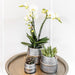 Hvid Phalaenopsis Og Crassula Ovata Orchid Duo Og Deres Sølvkeramiske Plantepotter