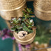White Phalaenopsis Og Crassula Ovata Orchid Duo Og Deres Gyldne Keramiske Plantepotter