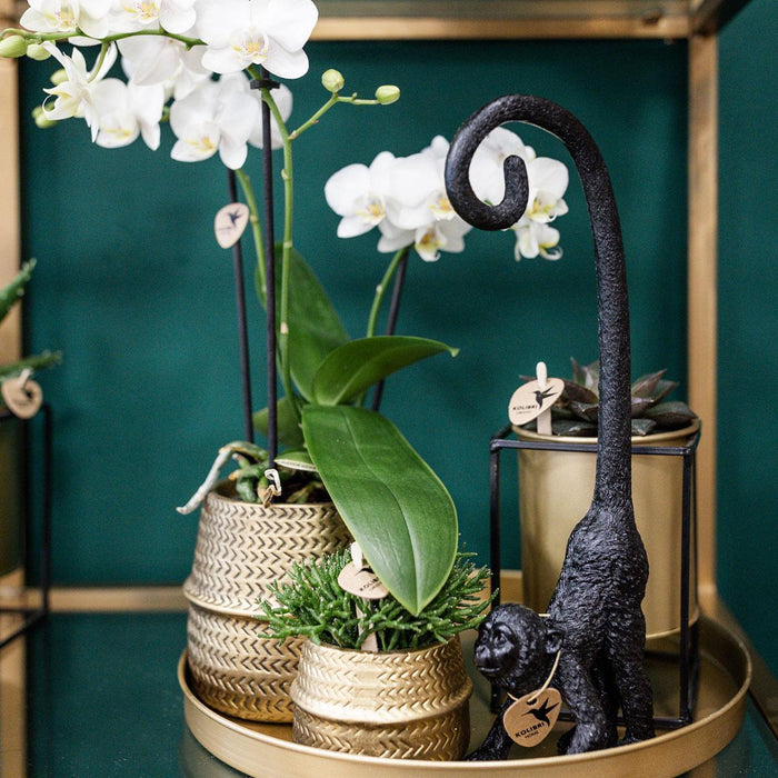 White Phalaenopsis Og Crassula Ovata Orchid Duo Og Deres Gyldne Keramiske Plantepotter