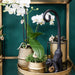 White Phalaenopsis Og Crassula Ovata Orchid Duo Og Deres Gyldne Keramiske Plantepotter