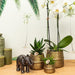 White Phalaenopsis Og Crassula Ovata Orchid Duo Og Deres Gyldne Keramiske Plantepotter