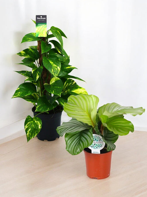 Duo Af Store, Essentielle Planter