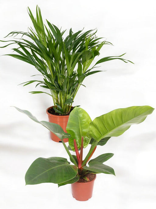 Duo Af Store Jungleplanter