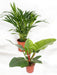 Duo Af Store Jungleplanter