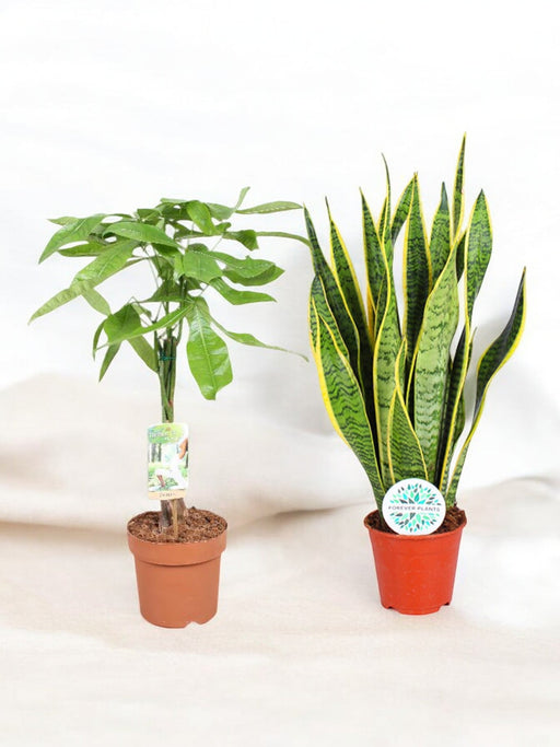 Duo Af Store Planter For Begyndere