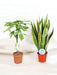 Duo Af Store Planter For Begyndere