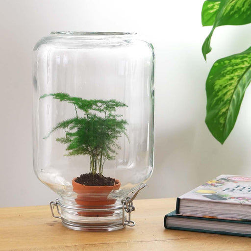 Easyplant - Babyplante Under Glas