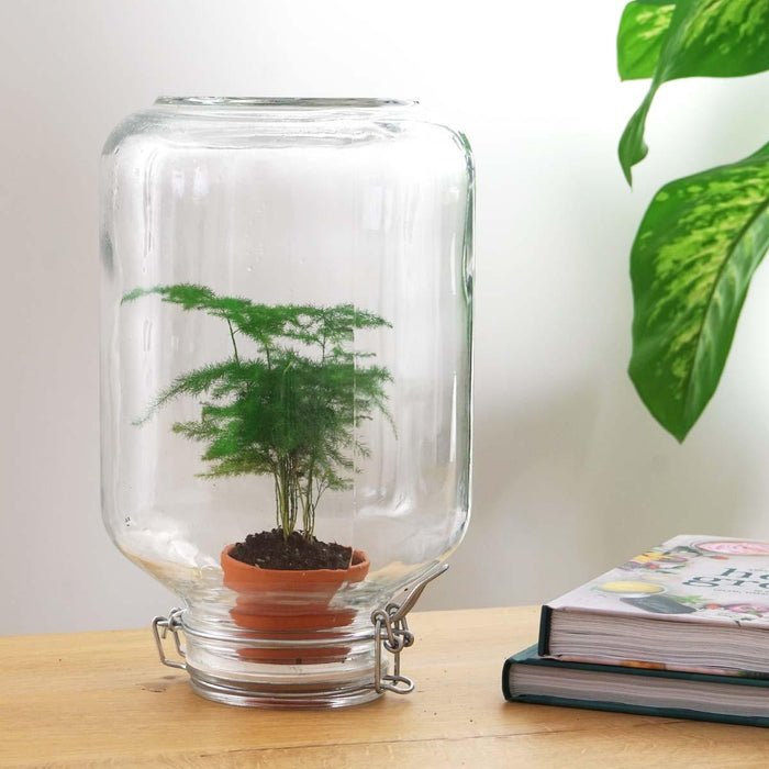 Easyplant - Babyplante Under Glas