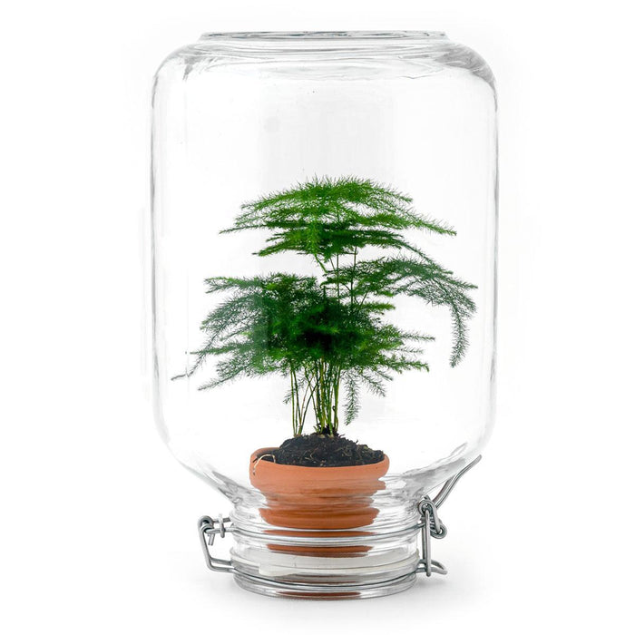 Easyplant - Babyplante Under Glas