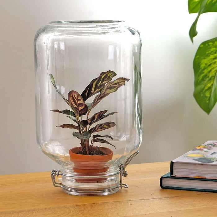 Easyplant - Babyplante Under Glas