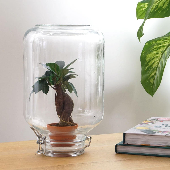 Easyplant - Babyplante Under Glas