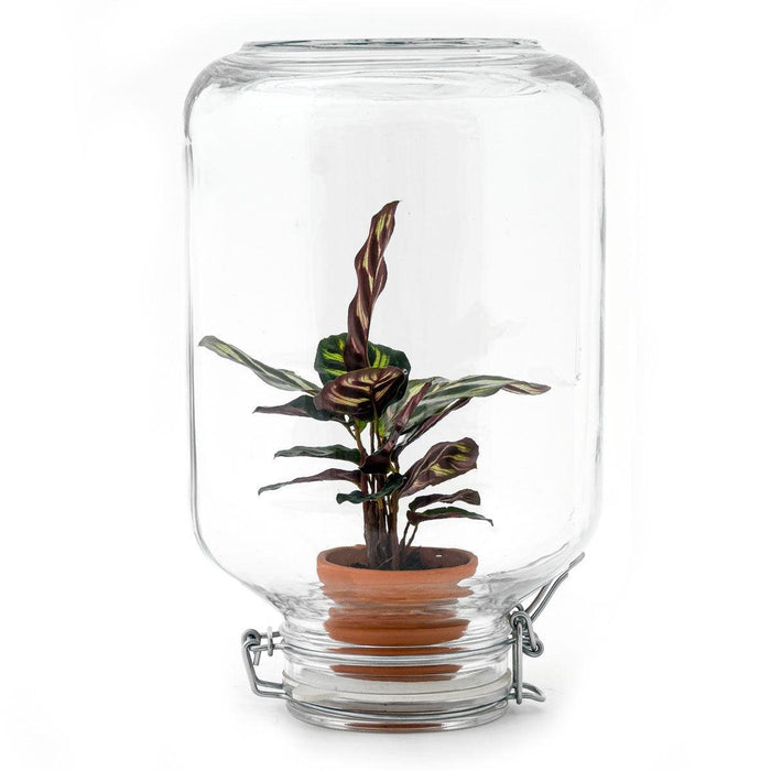 Easyplant - Babyplante Under Glas