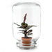Easyplant - Babyplante Under Glas