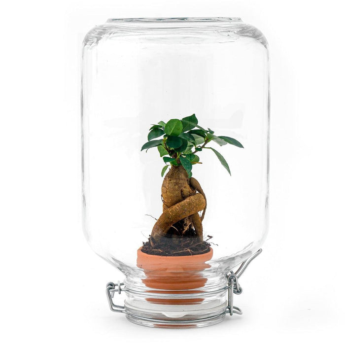 Easyplant - Babyplante Under Glas