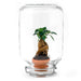 Easyplant - Babyplante Under Glas