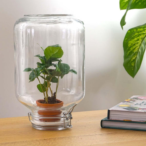 Easyplant - Babyplante Under Glas