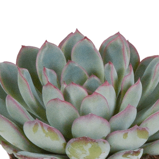 Echeveria, Æske Med 3 Planter, H15Cm