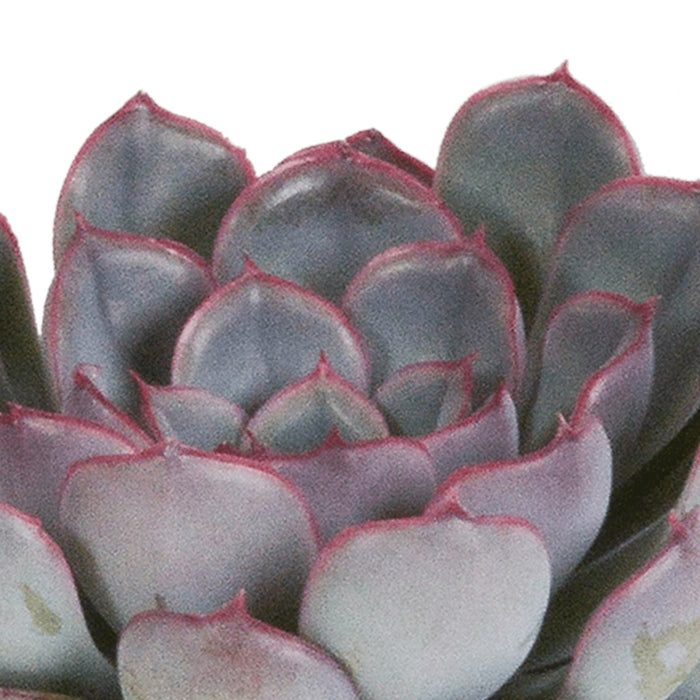 Echeveria, Æske Med 3 Planter, H15Cm