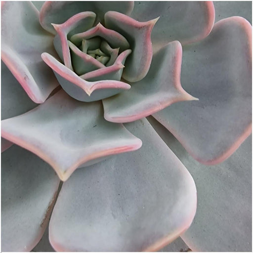 Echeveria Lilacina Og Dens Hvide Støtte